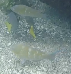 Scarus ghobban