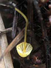 Mycena oregonensis