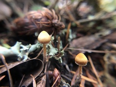 Galerina badipes