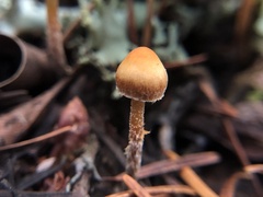 Galerina badipes
