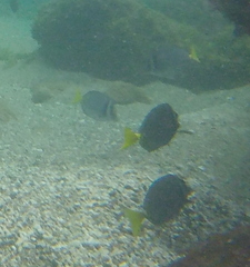 Prionurus laticlavius