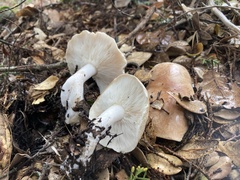 Leucopaxillus gentianeus
