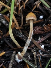Galerina badipes