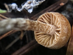 Galerina badipes