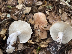 Leucopaxillus gentianeus