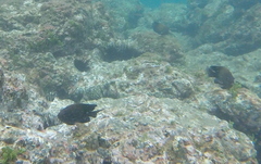 Stegastes acapulcoensis