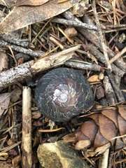 Monadenia infumata