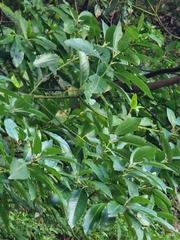 Persea indica