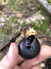 Monadenia infumata