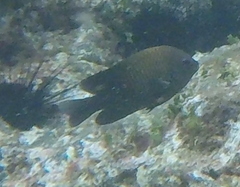 Stegastes acapulcoensis