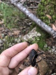 Monadenia infumata