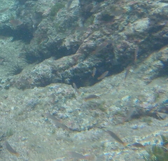 Halichoeres dispilus