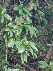 Persea indica