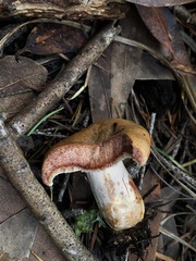 Lactarius rubrilacteus