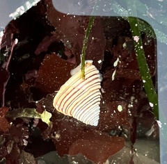 Calliostoma canaliculatum