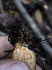 Lactarius rubrilacteus