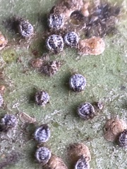 Euthoracaphis umbellulariae