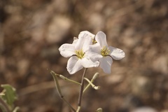 Nerisyrenia camporum