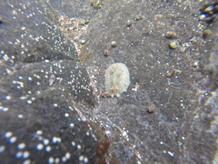 Dolabrifera nicaraguana