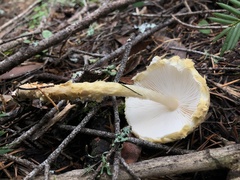 Lepiota magnispora
