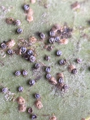 Euthoracaphis umbellulariae