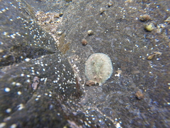 Dolabrifera nicaraguana