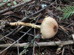 Lepiota magnispora