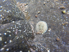 Dolabrifera nicaraguana