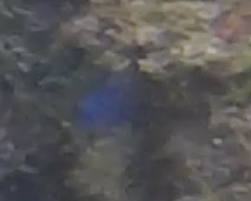 Stegastes acapulcoensis