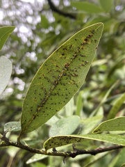 Euthoracaphis umbellulariae