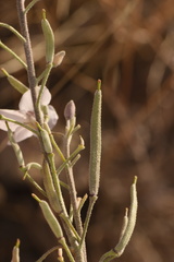 Nerisyrenia camporum