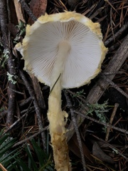 Lepiota magnispora