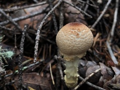 Lepiota magnispora
