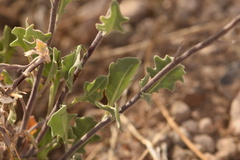Nerisyrenia camporum
