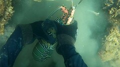 Panulirus versicolor