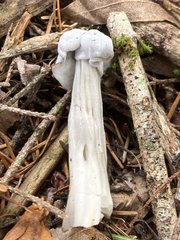 Hypomyces cervinigenus