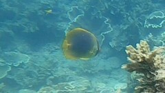 Chaetodon aureofasciatus