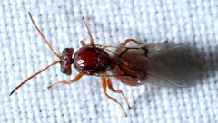 Kokkocynips imbricariae