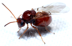 Kokkocynips imbricariae