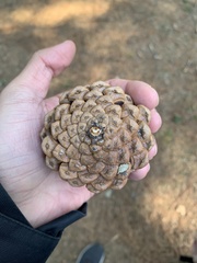 Pseudotsuga sinensis