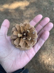 Pseudotsuga sinensis