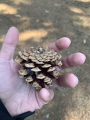 Pseudotsuga sinensis