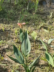 Canna glauca