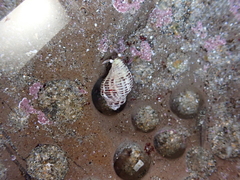 Acanthinucella spirata