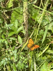 Lycaena edna