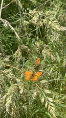 Lycaena edna