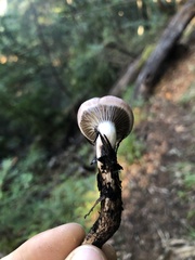 Gomphidius oregonensis