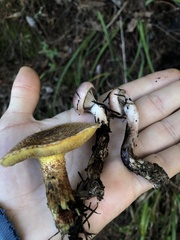 Gomphidius oregonensis