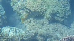 Lutjanus carponotatus