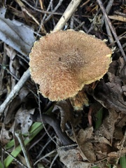 Suillus lakei